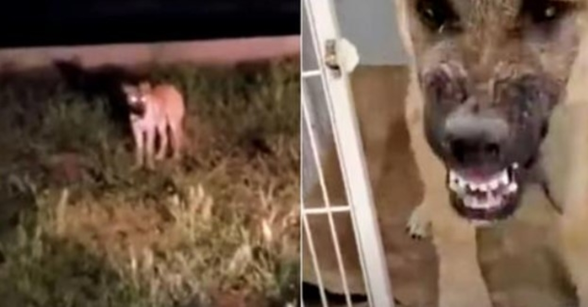 Il a traqué un chien errant effrayé pour lui sauver la vie, puis a souhaité qu’il ne l’ait pas fait