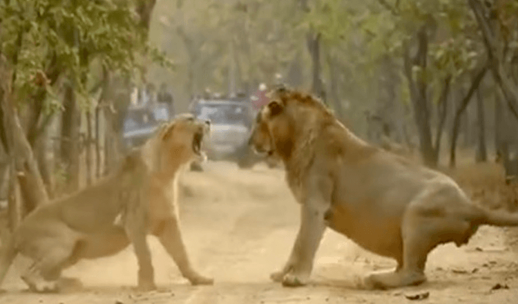 Le lion et la lionne se disputant montrent que tous les couples sont identiques