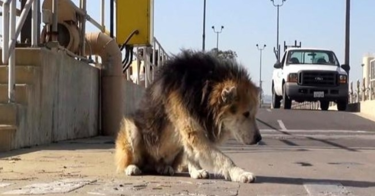 Un chien âgé jeté dans une usine de traitement dangereux tombe dans les égouts et sent la pourriture