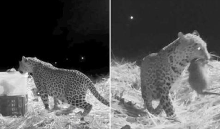 L’équipe de sauvetage a enregistré la réunion de la mère léopard et de l’ourson perdu retrouvés par des humains amicaux