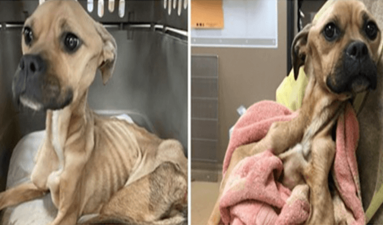 Une chienne affamée et battue se bat pour sa vie et continue d’embrasser ses vétérinaires