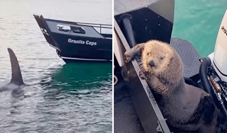 Otter cherche refuge sur le bateau de l’homme alors qu’il échappe à peine aux mâchoires d’un épaulard