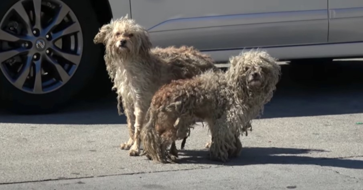 Deux chiens sans-abri ne se sont rencontrés que dans les rues moyennes