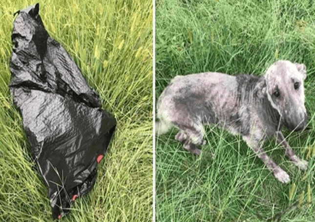 Le chien d’une femme pleure de détresse après avoir trouvé un chien malade près d’un sac poubelle