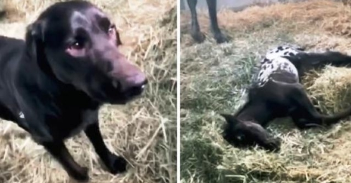 Un chien vient en courant pour saluer son poulain nouveau-né, mais le poulain est allongé immobile sur le sol