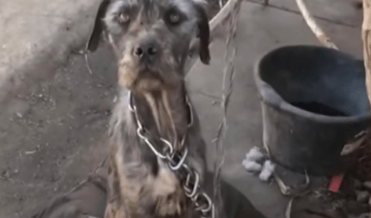 Une femme utilise la gentillesse pour convaincre un homme d’abandonner ses chiens négligés