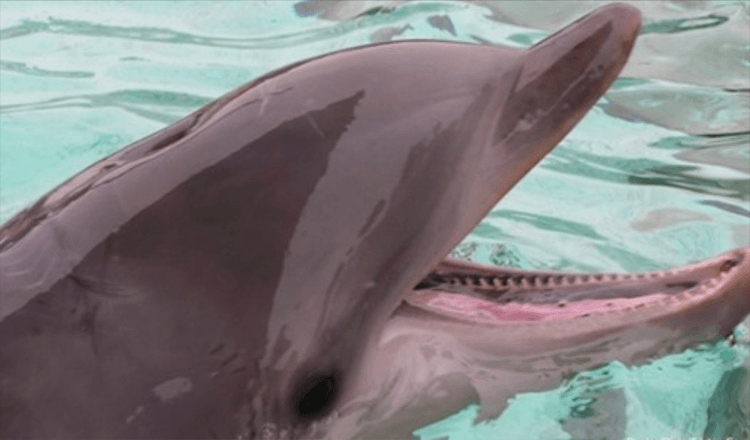 Un chien qui se noie a été sauvé par des dauphins qui passaient
