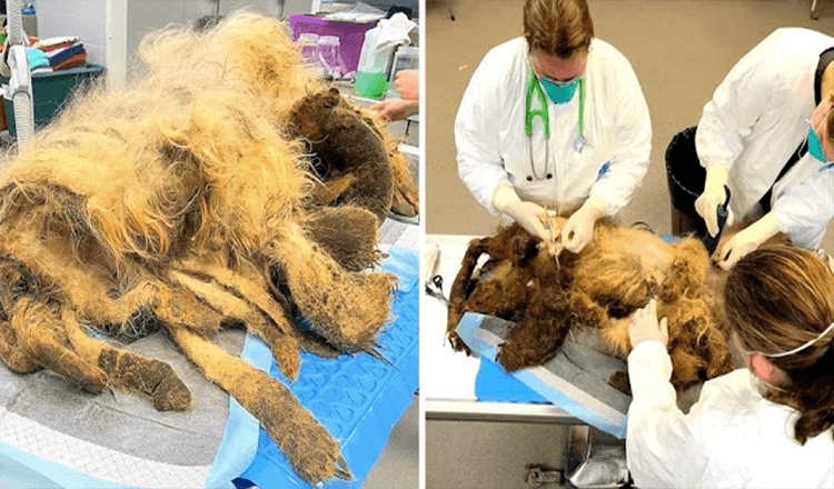 Un chien âgé souffre d’une grave négligence après la mort de son propriétaire et a été retrouvé avec 9 lb de fourrure