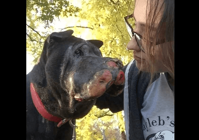Une fille sauve un chien mourant et lui fait savoir qu’il est temps de lui dire “au revoir”