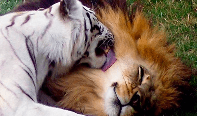 Un lion tombe amoureux d’un tigre blanc, ils s’échappent ensemble du zoo