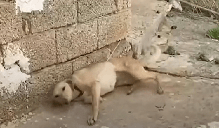 Un homme s’approche d’un chien enchaîné au mur, et elle se met à remuer la queue