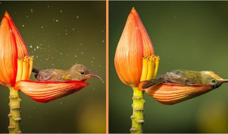 Une photographe capture un petit oiseau en utilisant un pétale de fleur comme baignoire