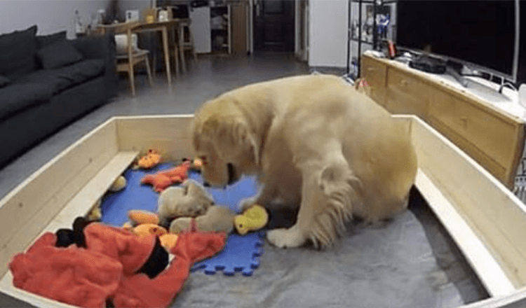 Golden Retriever essaie de consoler ses chiots qui pleurent en leur apportant ses jouets