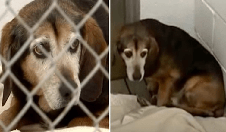 Un chien âgé perdu depuis 2 ans reconnaît la voix de son propriétaire et a la réaction la plus touchante