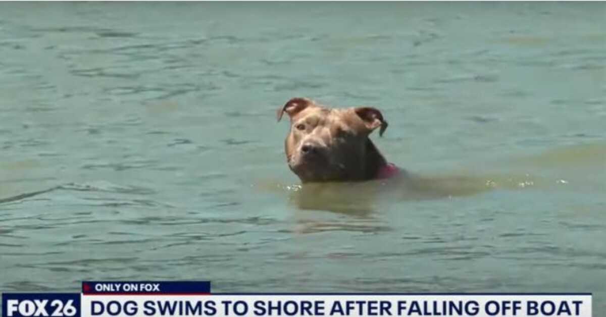 Un chien tombé d’un bateau à crevettes retrouvé vivant quelques jours plus tard après avoir nagé à six milles du rivage