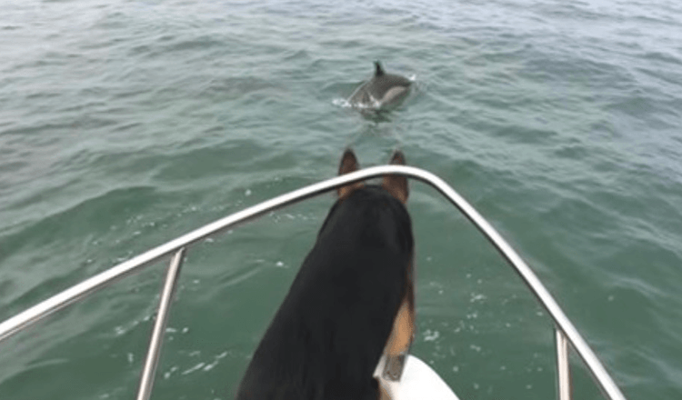 Un couple de dauphins taquine un berger allemand – alors il saute dans l’eau après eux