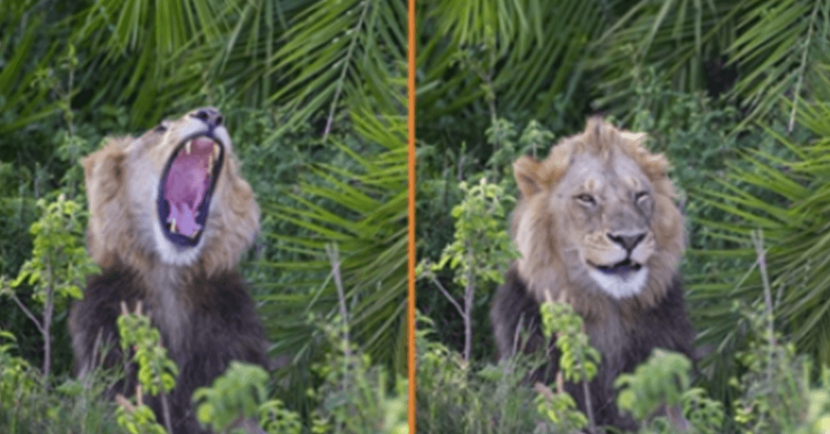 Un lion surprend le photographe avec un rugissement effrayant, puis lui fait un clin d’œil et lui sourit