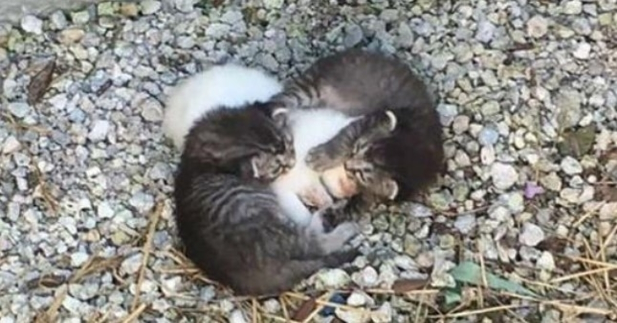 Deux petits chatons devaient s’occuper d’une sœur malade, mais ils ont ensuite rencontré une vraie mère