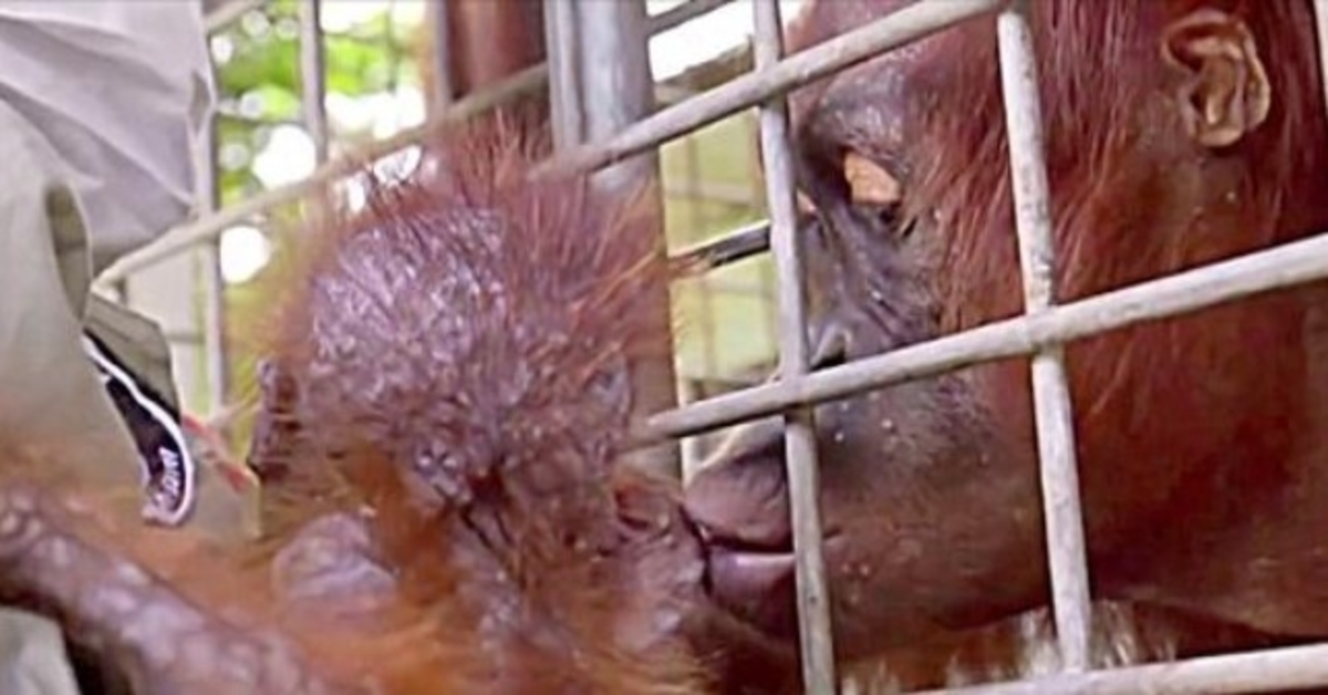Des travailleurs fondent en larmes alors que maman orang-outan retrouve son bébé kidnappé