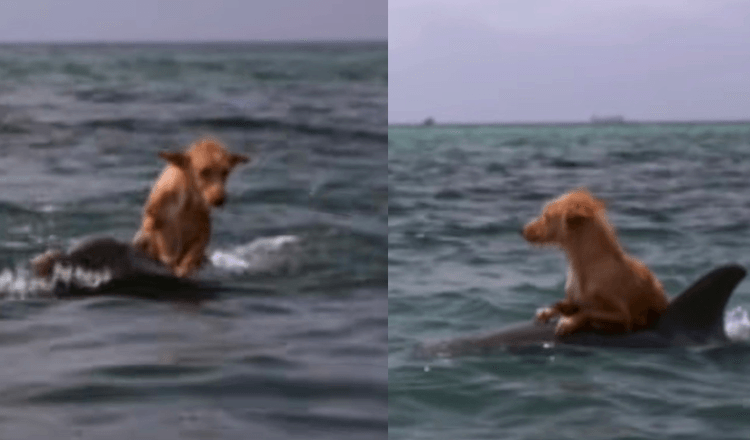 Un chien tombe dans un canal et se bat pour sa vie jusqu’à ce qu’un groupe de dauphins le sauve dans un effort incroyable