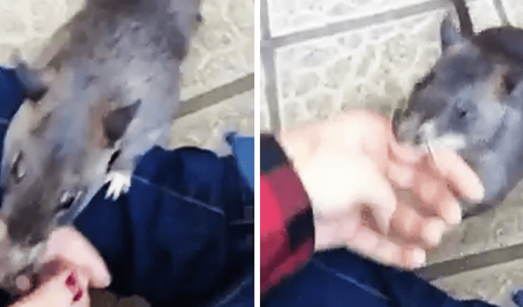 Une mère rat géante tire un humain par la main pour montrer ses nouveaux bébés