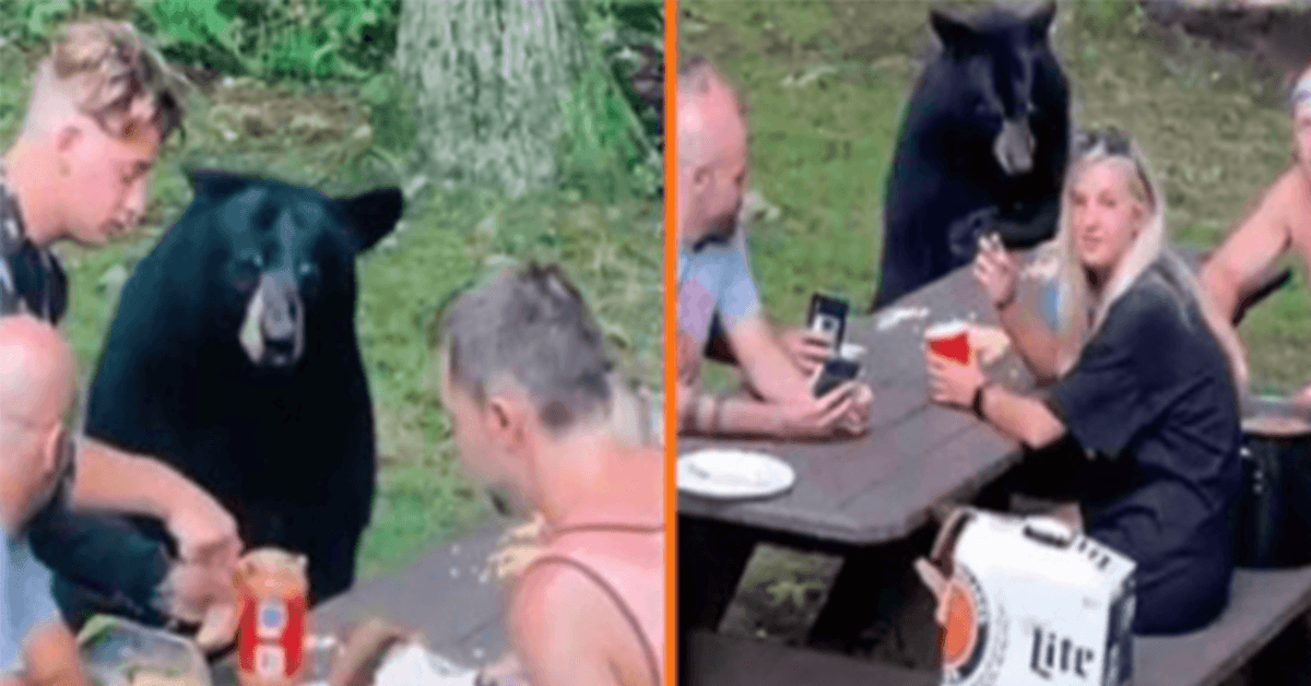 Wild Black Bear rejoint le pique-nique familial et exige des sandwichs PB & J