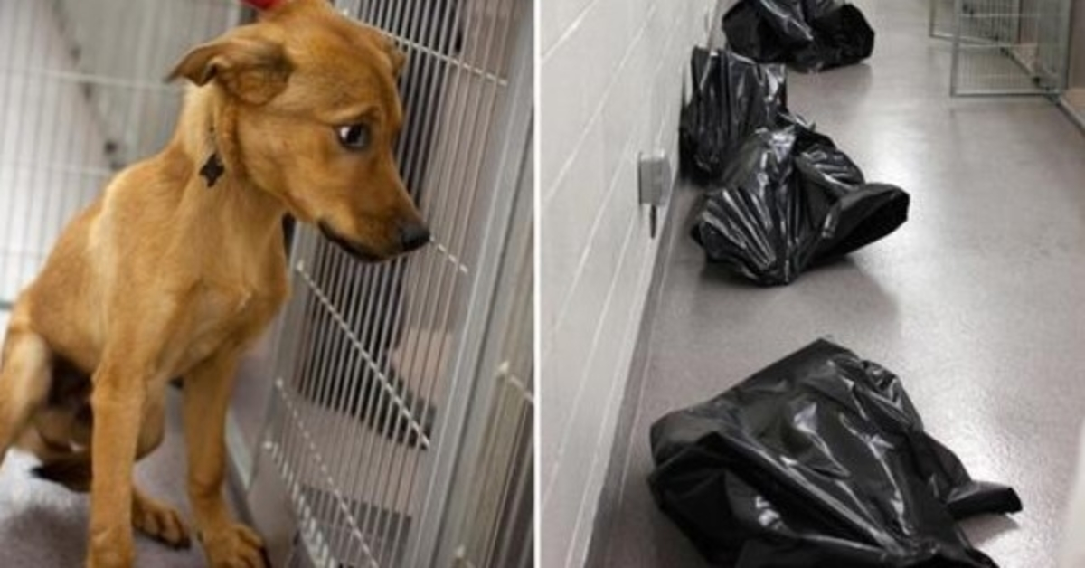 Le personnel du refuge partage une photo déchirante pour montrer ce qui arrive aux chiens indésirables