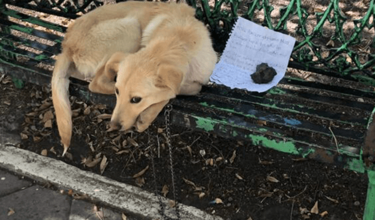 Un chiot terrifié retrouvé abandonné sur un banc avec une note déchirante
