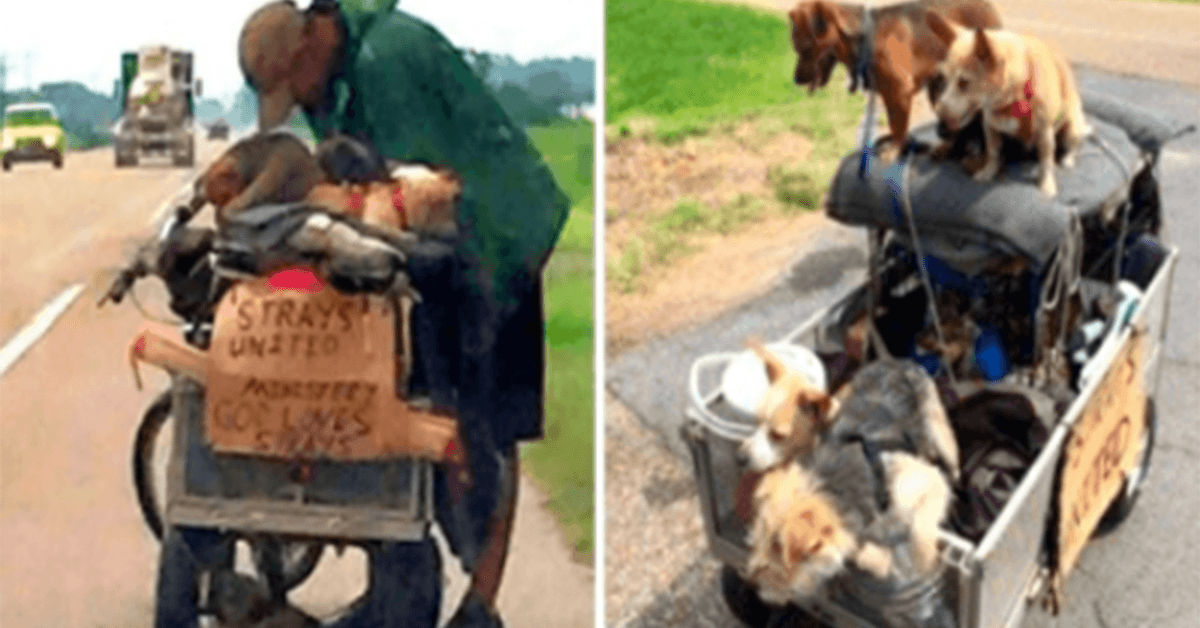 Une femme voit un sans-abri pousser un chariot rempli de chiens errants et s’arrête pour lui demander son histoire