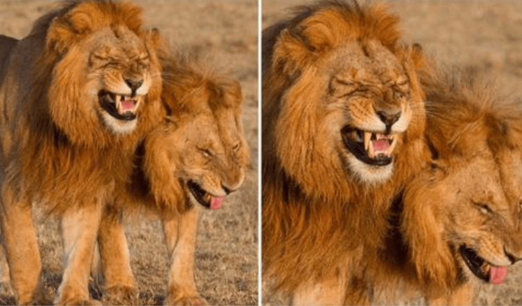 Un duo de lions photographié en train de rire au parc national du Masai Mara, au Kenya