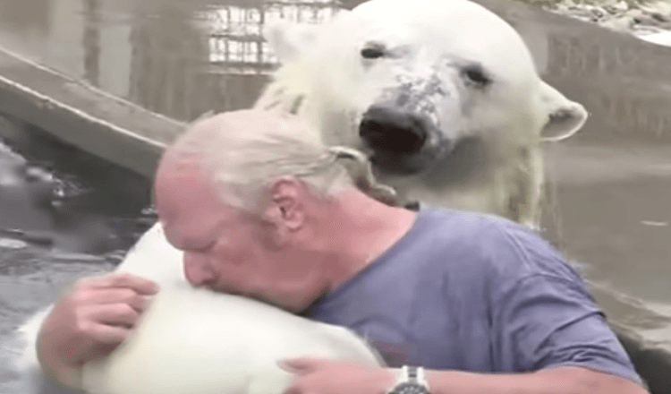 Un homme nage avec un ours polaire blanc qu’il a élevé pendant plus de deux décennies