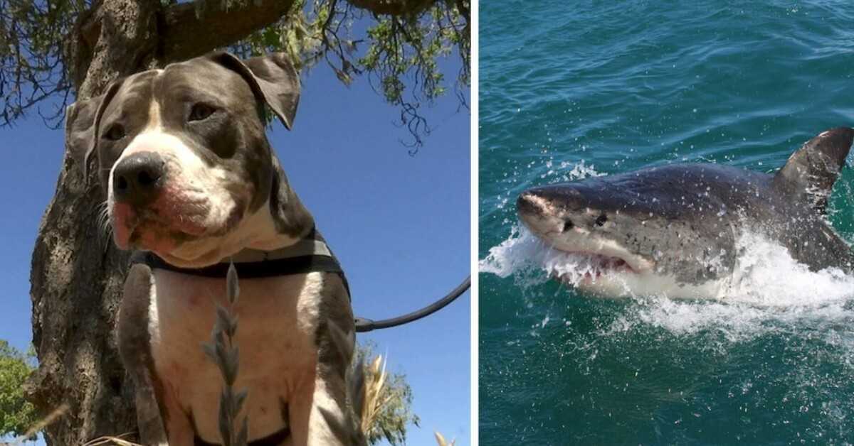 Pitbull combat un requin de 6 pieds pour sauver son propriétaire