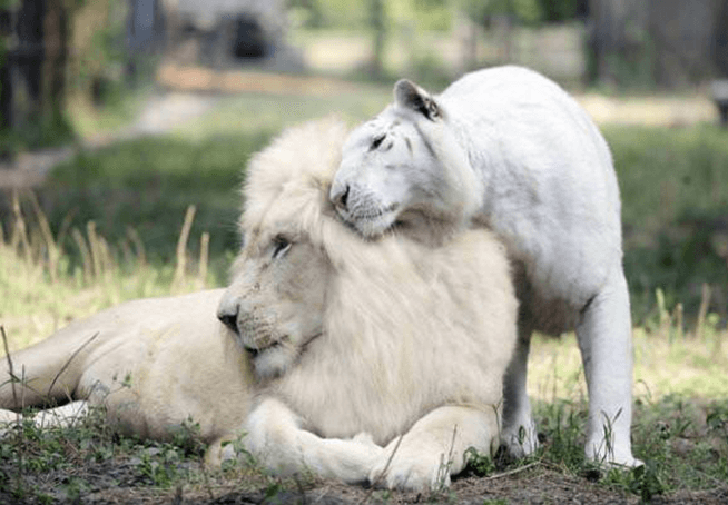 Le lion blanc et le tigre blanc ont eu des bébés ensemble et ce sont les choses les plus adorables sur terre