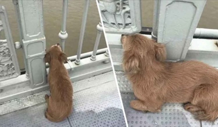 Un chien fidèle attend sur le pont pendant quatre jours après avoir vu son propriétaire se suicider
