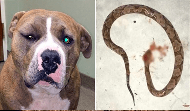 Loyal Pit Bull est passé à l’action pour sauver son humain d’un serpent venimeux