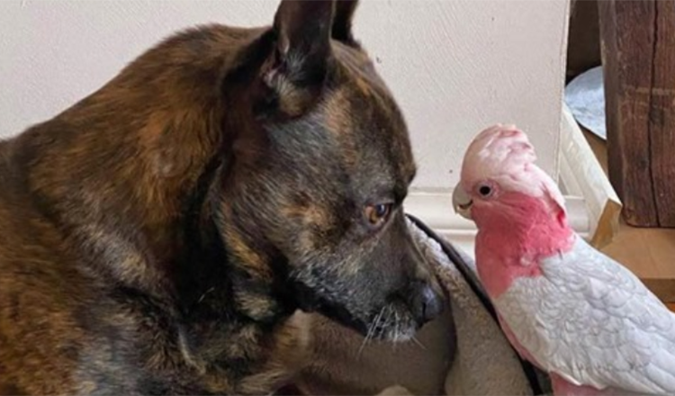Un chien découvre un perroquet blessé et maintenant ils sont inséparables