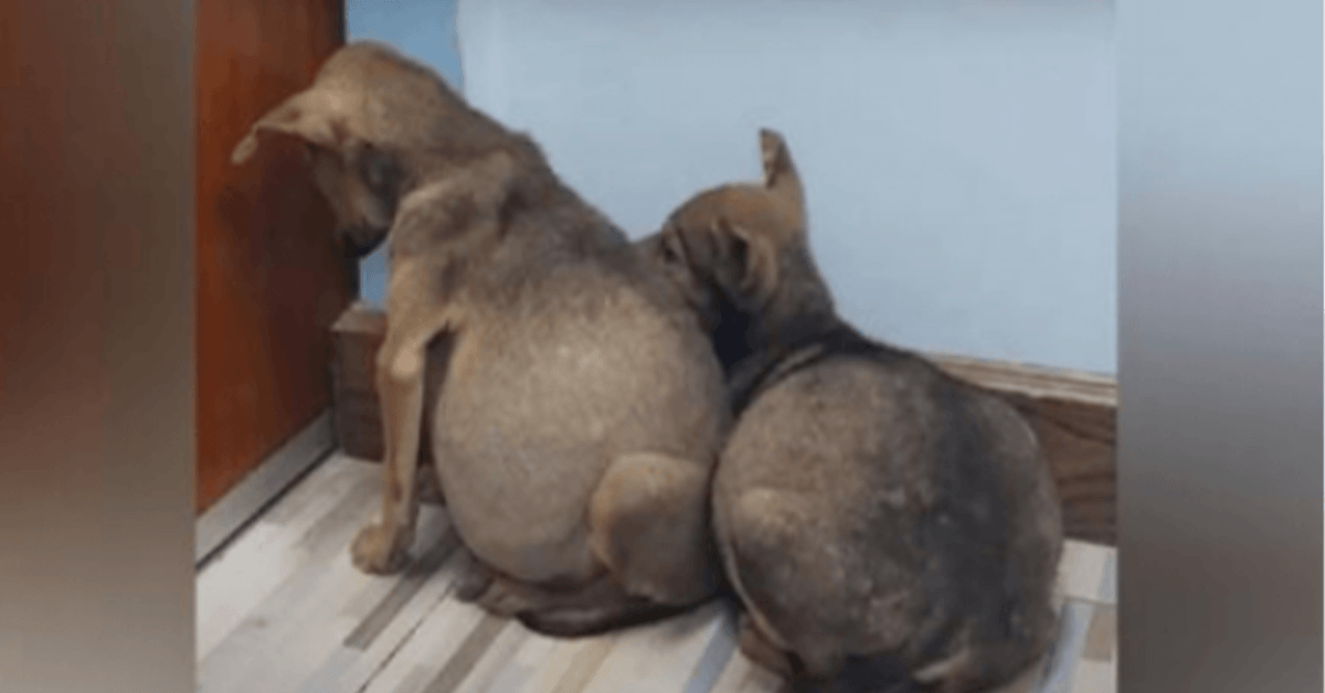 Deux chiots errants terrifiés se cramponnaient l’un à l’autre avec le ventre gonflé