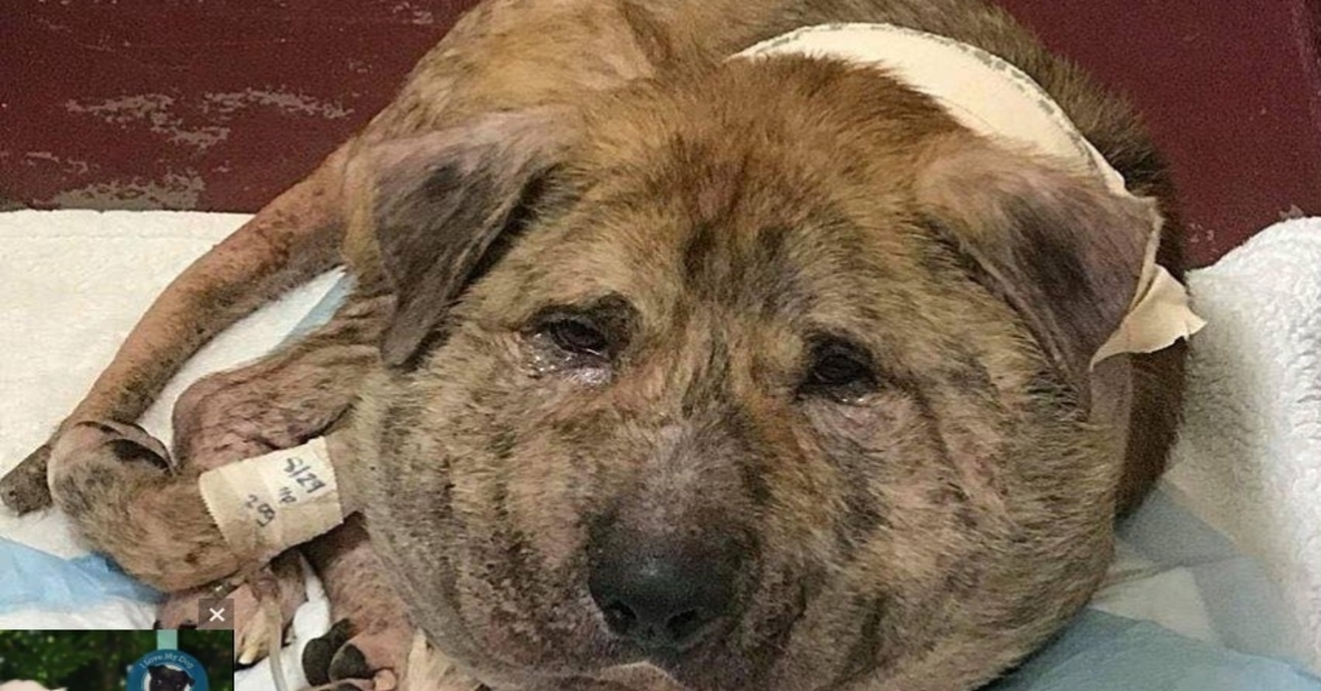 Un chien avec un lacet enfoncé dans le cou a parcouru les rues pendant un an avant l’arrivée des secours