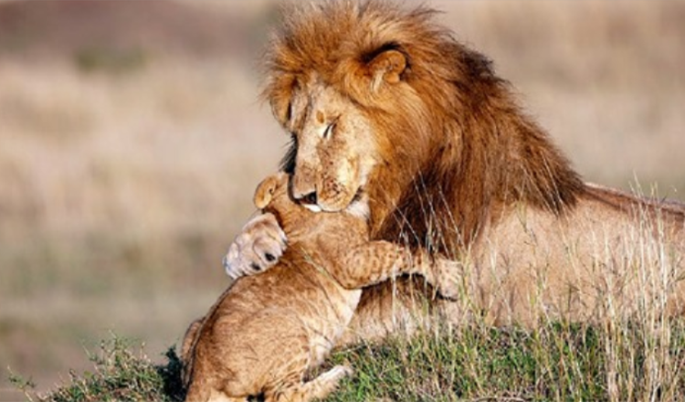 Un photographe capture un papa et un lionceau dans un câlin magique – Le Roi Lion dans la vraie vie (+5 photos)
