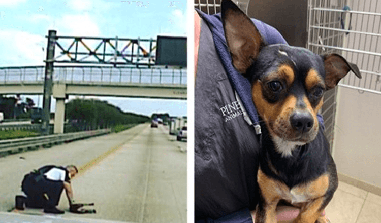 Un officier risque sa vie et se précipite sur une autoroute très fréquentée pour sauver un chien qui a été heurté par une voiture