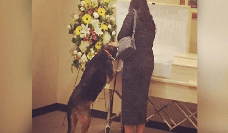 Une maison funéraire permet à son chien de lui rendre visite pour lui dire un dernier au revoir