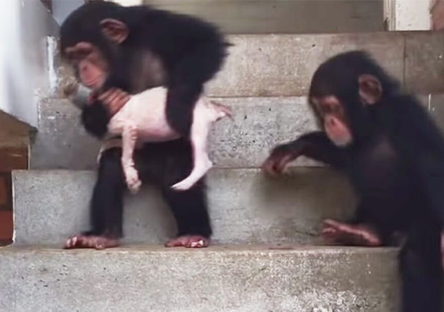 Un chiot mourant est ramené à la vie avec l’aide de quelques chimpanzés aimants