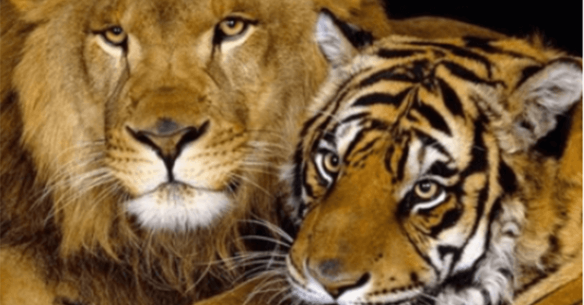 En Russie, un lion et une tigresse se sont croisés. Ainsi Est Né Un Bébé ‘liger’ Et Il Est Très Beau