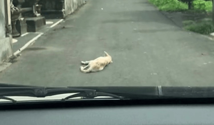 Une voiture s’arrête sur un chien allongé immobile au milieu de la route