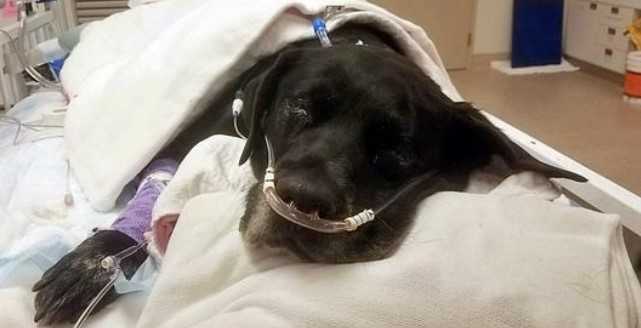 Une maman chien abandonnée au refuge pendant des complications du travail perd ses 21 chiots