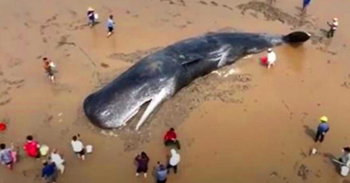 Après 20 heures de mission de sauvetage, un cachalot géant survit pour nager un autre jour