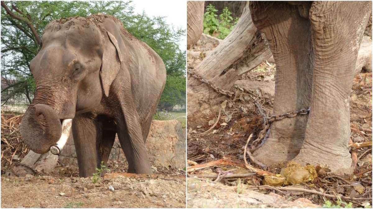 Surnommé l’éléphant le plus malchanceux du monde, il n’a connu qu’une vie de souffrance pendant 50 ans