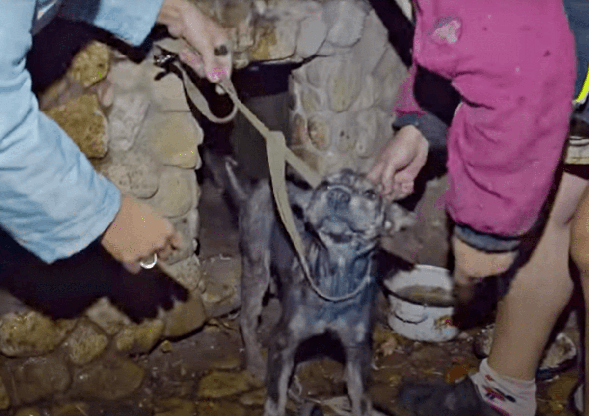 Un chien faible enchaîné pendant 5 ans a pleuré alors que le sauveteur lui tenait le visage entre les mains