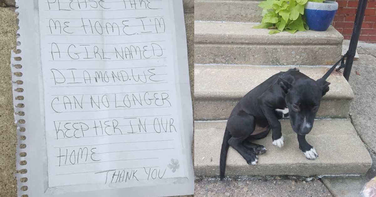 Un homme a trouvé un chien abandonné à une balustrade avec des tranches de pizza et une note triste