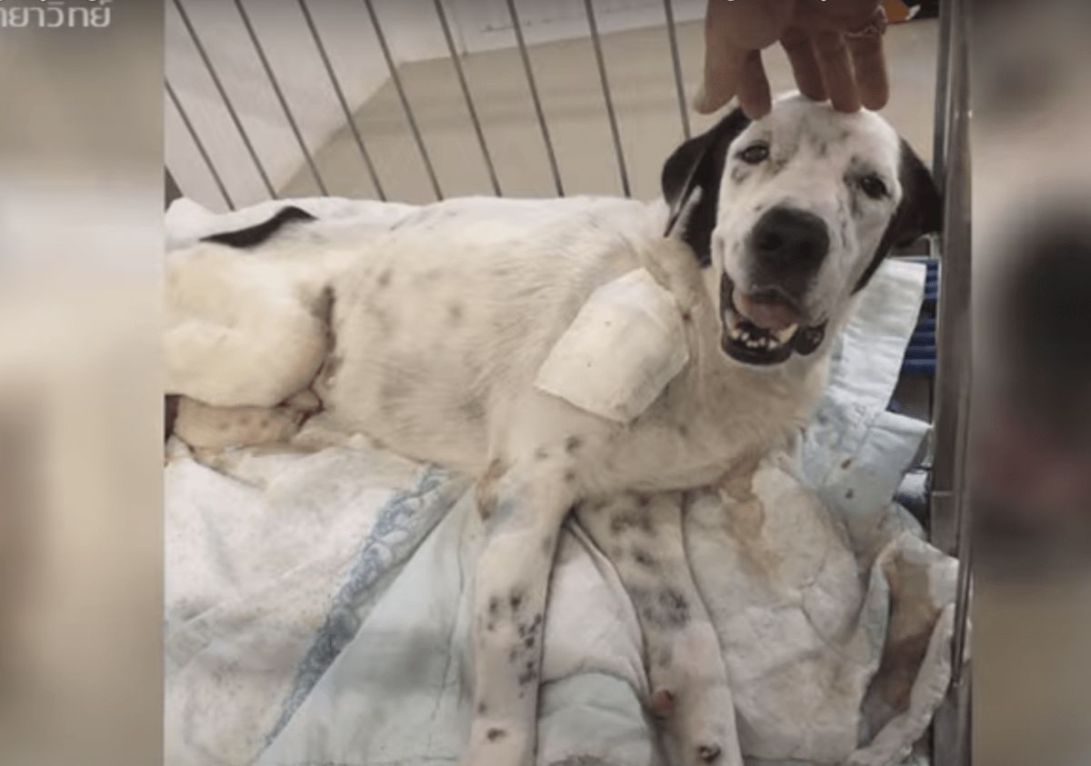 Un chien sur son lit de mort regarde la première personne qui lui a prêté attention et sourit à cause de sa douleur